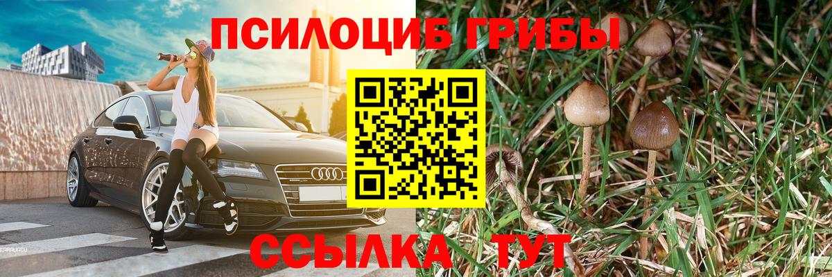 Псилоцибиновые грибы Psilocybine cubensis Котельники